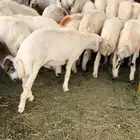 بهم تربيه للبيع