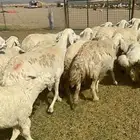 غنم حرية صنف خلفات جروم حرش نادر العدد 44 تحتها 44   الفحل