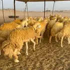 غنم حرية رخال صنف حرررش فاخر العدد 37 بلفحل