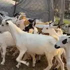 تيوس وجفار ع630