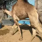 2 قعدان بلديات مغلقه