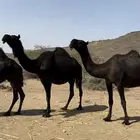 ذود مجاهيم نقوه خياار