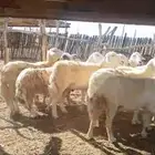 للبيع ضا ن مقاني ع670