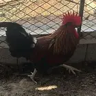 ديك فحل بلدي