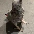 كاسكو انتاج محلي