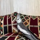 زوج كروان