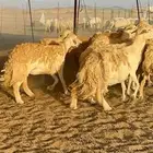 غنم حريات صنف حرررش طيبه العدد 51 بلفحل