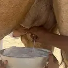 خلفة ساحلية جرم وديس منيحة حليب وافر وحليبها سكر