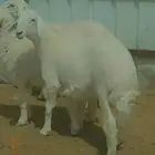 ذبايح