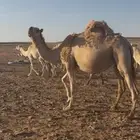 ناقه لقحه لها 6شهور طيبه وشرط عن جميع العذاريب