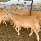 غنم حريات صنف جروم منوة القناي العدد 70   الفحول