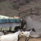 للبيع معزا مقاني