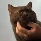 ذكر سينمون للتزاوج