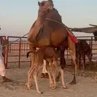 خلفة ساحلية حمرا مصغر جرم وديس منيحه تحتها بكره