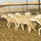غنم حريات رخال صنف جروم حرش العدد 18 تحتها 1