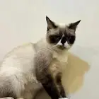 قطط للتبني