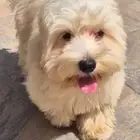 كلب للتبني في مدينه جده