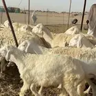غنم خلفات