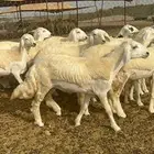 رخال حريه