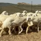 رخال حريه