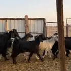 معزا للبيع
