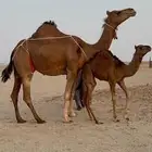 خلفة ساحلية جرم وديس منيحة تعبي طاسة ام80 وزود تحتها بكره
