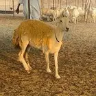 رخال حريه حرش