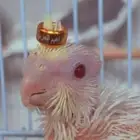 تفصيل حجول لجيمع الطيور