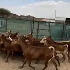 ماعز