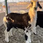 نجدية متوم