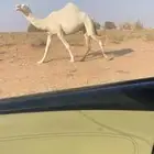 ثنيه ملاقي داخله باللقاء