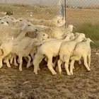 غنم حرية رخال متابيع صنف مايتكرر 20