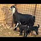 عارضيه صنف متوم