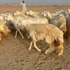 غنم صنف الصنف دفيع ومفاصيل