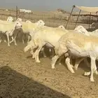 غنم رخال حريات صنف حرش جروم للمساسين العدد 61 تحتها 3