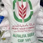 بذور أمريكي