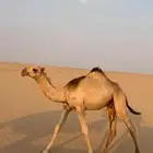 قعود على الحاكم وبكره دبيانيه للبيع