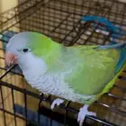 ببغاء كويكر