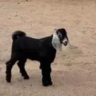 تيس للبيع