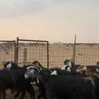 معزا طيبة