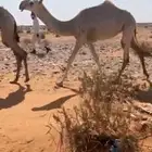بكره وضحت طيبه سومها9500