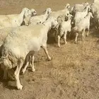 غنم حرية خلفات متابيع صنف جروم حرش نادر العدد 42 تحتها 42