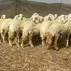 رخال جذعات