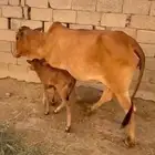 بقرة منتوجه