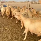 غنم دفيع