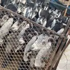 معزا مراح قديم للبيع