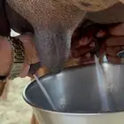 خلفة ساحلية منيحة حمرا جرم وديس تحتها بكره