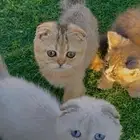 للبيع سكوتش فولد بيور