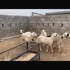 ضان مقاني