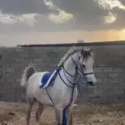 حصان شييخ